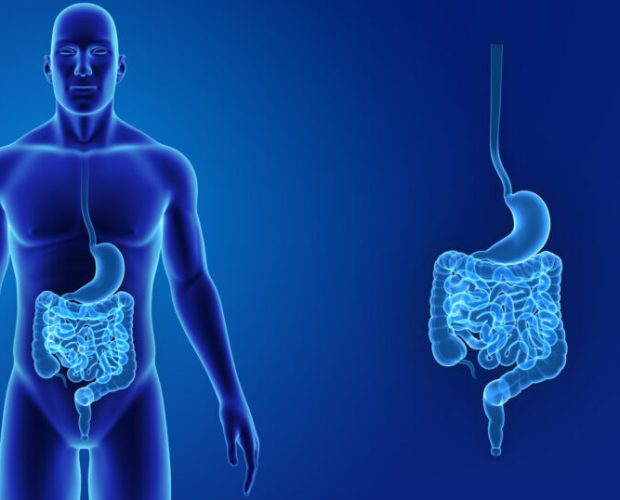 Stomach and intestine zoom with body anterior view